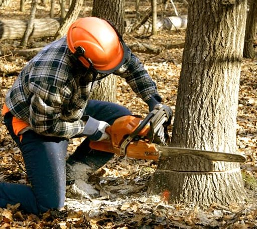Tree Removal in Bridgewater, VA